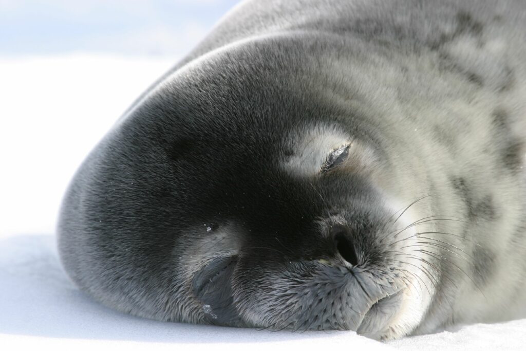 Weddell seals in deep sleep breathe through only one nostril, which is common among seals. This behavior helps prevent heat loss.