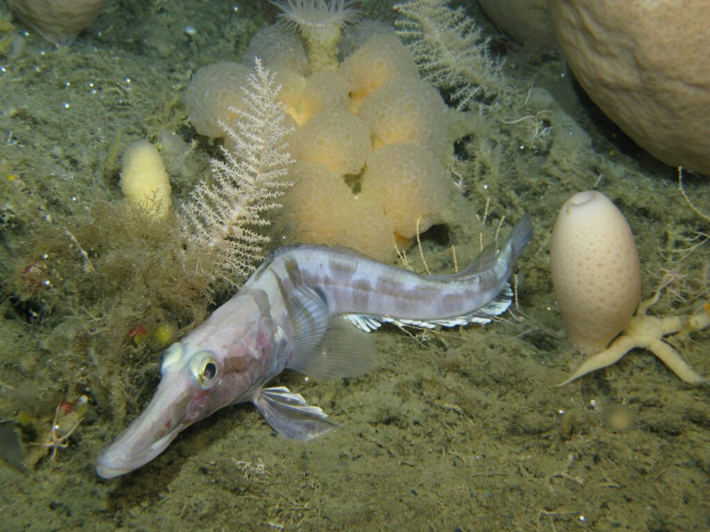 Photo of marine benthos in the Eastern part of the Weddell Sea. One can see a diverse community of glass sponges, brittle stars and other species.