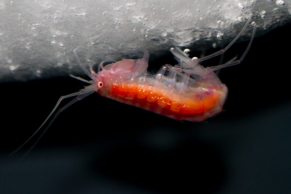 Amphipod (Eusirus microps), photo taken in the aquarium on board the research vessel Polarstern.