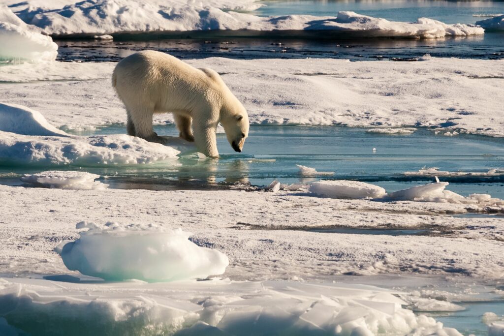 Polar bear/s on the sea ice of the Arctic Ocean.