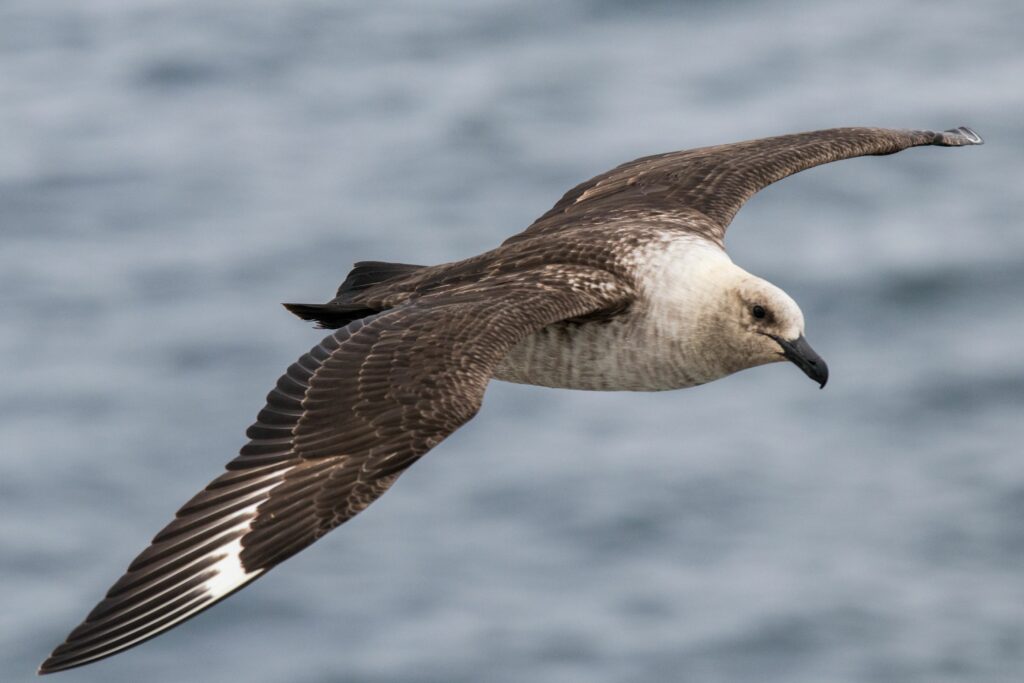 Skua flying.