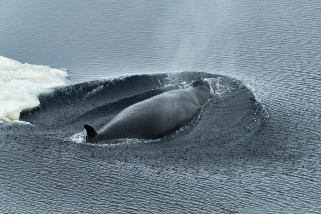 Whale breathing in the Weddell Sea, Antarctica.