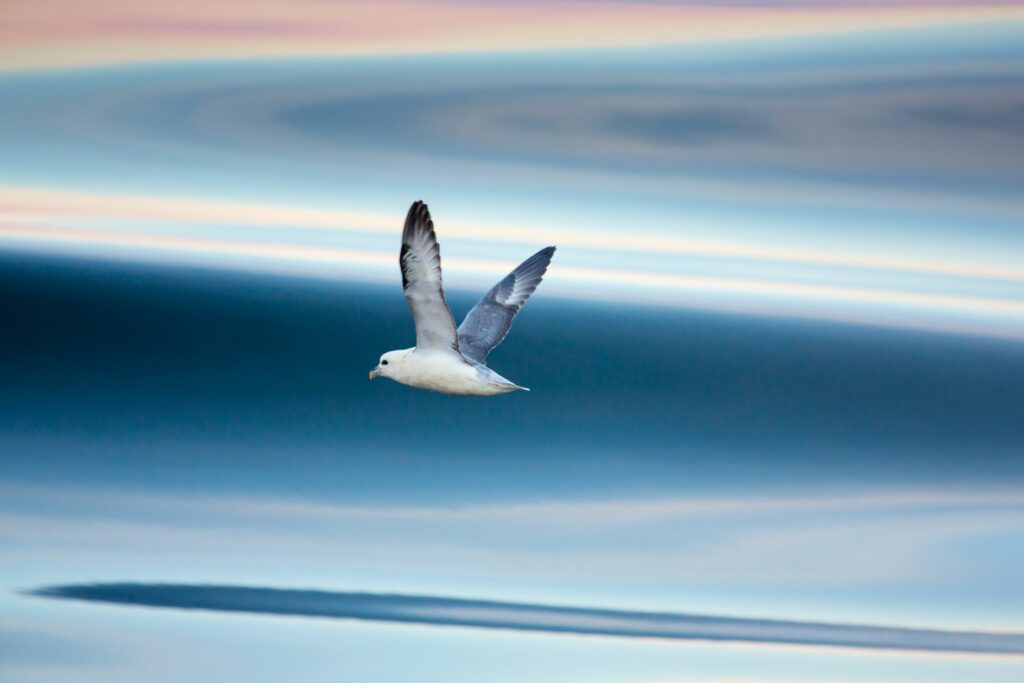 Northern fulmar flying across the Arctic Ocean.